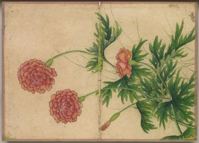 Masa Albümü: Çiçek ve Kuş Resimleri (Şakayık) by Zhang Ruoai