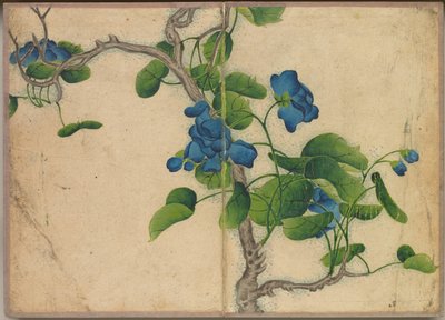Masa Albümü: Mavi Çiçeklere Tırmanan Çiçek ve Kuş Resimleri, 18. Yüzyıl. by Zhang Ruoai