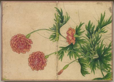 Masa Albümü: Çiçek ve Kuş Resimleri Şakayık, 18. Yüzyıl. by Zhang Ruoai
