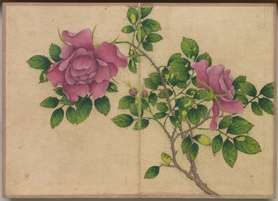 Masa Albümü: Çiçek ve Kuş Resimleri Gül, 18. Yüzyıl. by Zhang Ruoai