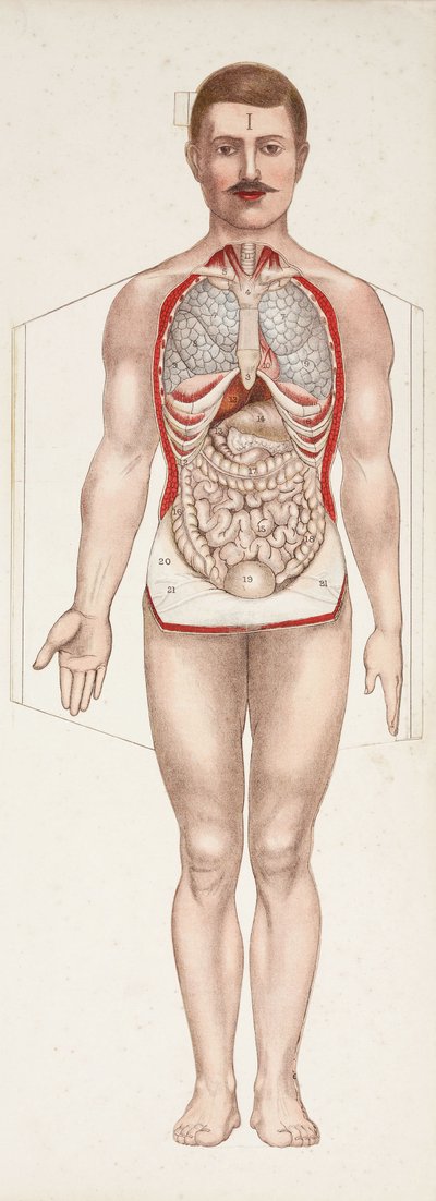 Anatomik Figürler İç organlar, 19. yüzyıl sonu - 20. yüzyıl başı by Frederick (attr. to) Barnard