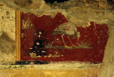 Kuş, fresk parçası, Salus Augusta Tapınağı-Cryptoporticus, antik Roma kenti Urbs Salvia, Urbisaglia, Marche, İtalya (fotoğraf) by William Walcutt