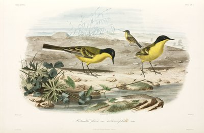 Kara başlı sarı kuyruksallayanlar, Karadeniz bölgesi by John Pardon