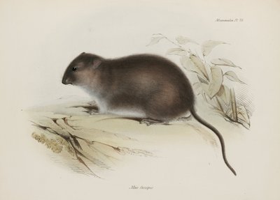 Çalı veya kahverengi ayaklı sıçan, Avustralya, c 1832-1836 by John Pardon