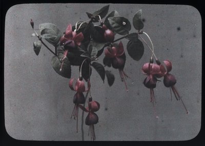 "Fuşya" by Frederick (attr. to) Barnard