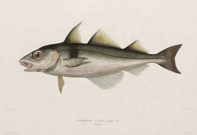 Haddock, İzlanda, 19. yüzyılın başlarında by John Pardon