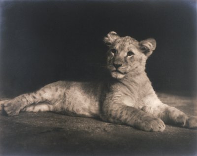 Aslan yavrusu by John Pardon