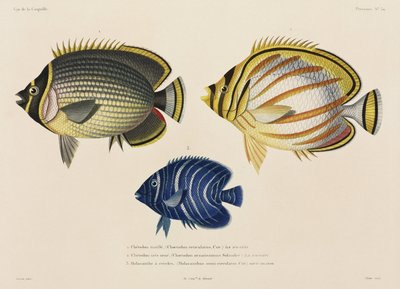 Postalanmış ve süslü kelebek balığı ve melek balığı, Güney Pasifik by John Pardon