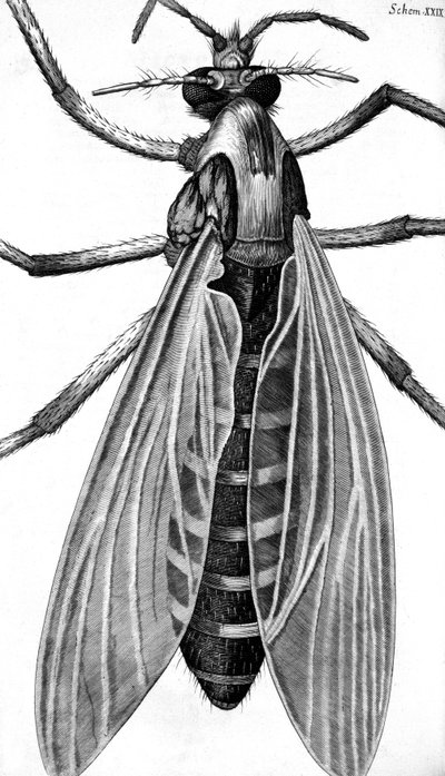 mikroskopi by Frederick (attr. to) Barnard