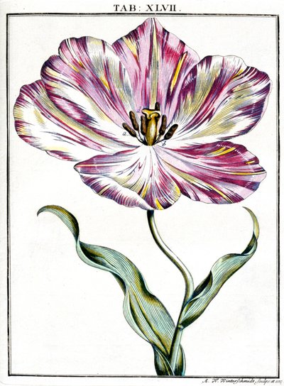 mikroskopi by Frederick (attr. to) Barnard