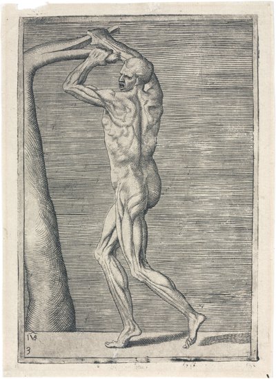 Kaslar Erkek kas sisteminin anatomik çalışması; dalı kıran adam, c 1555 by Frederick (attr. to) Barnard