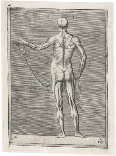 Kaslar Erkek kas sisteminin anatomik çalışması; bir ip tutan adam, c 1555 by Frederick (attr. to) Barnard