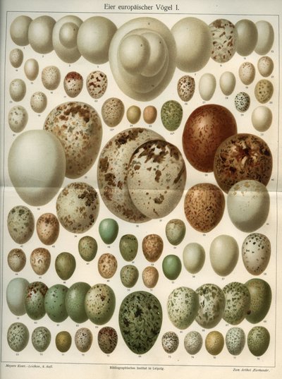 Farklı kuş yumurtalarını temsil eden doğal bilim kurulu. “Meyers Grosses Konversations - Lexikon””dan alınan illüstrasyon 1904. Bibliyograflar Enstitüsü, Leipzig ve Viyana by Ferdinand Georg Waldmuller