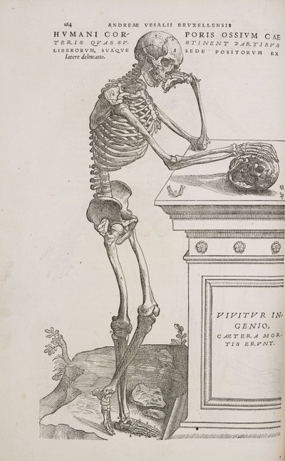 İskeletler Yandan görülen eklemli insan iskeleti by Frederick (attr. to) Barnard