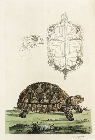 mahmuzlu kaplumbağa by John Pardon