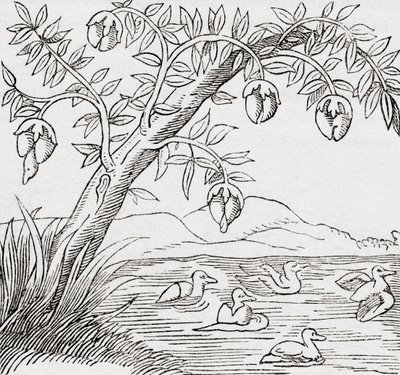 kuş ağacı by . .