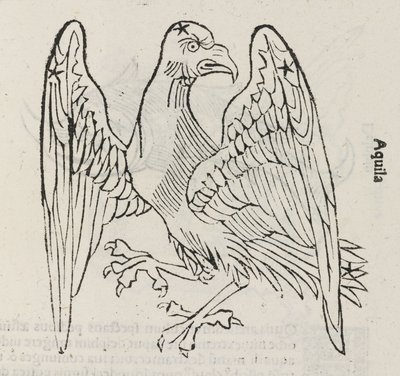 Aquila takımyıldızı by John Pardon
