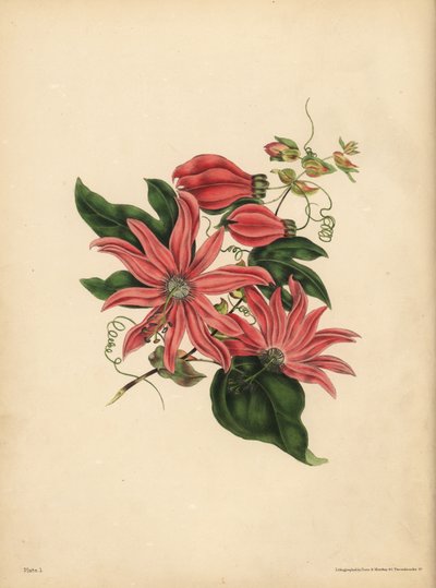 Racemose Passionflower, Passiflora racemosa, Dini batıl inanç by John Pardon