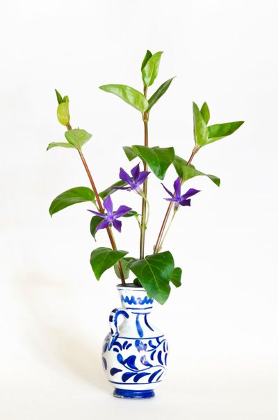 Vazoda çiçek açan üç büyük deniz salyangozu sapı (Vinca major) (fotoğraf) by . .
