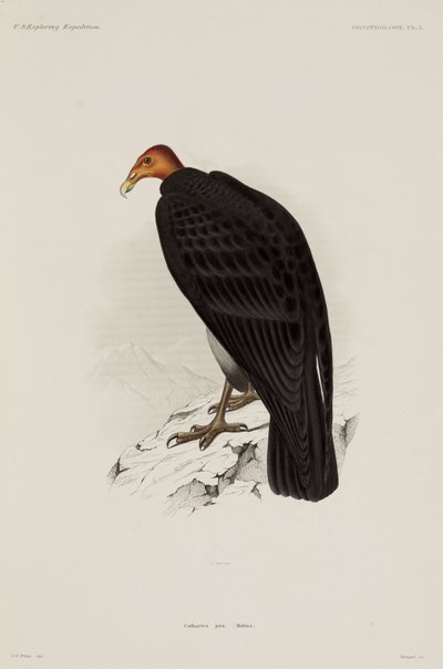 Türkiye akbaba, Şili by John Pardon