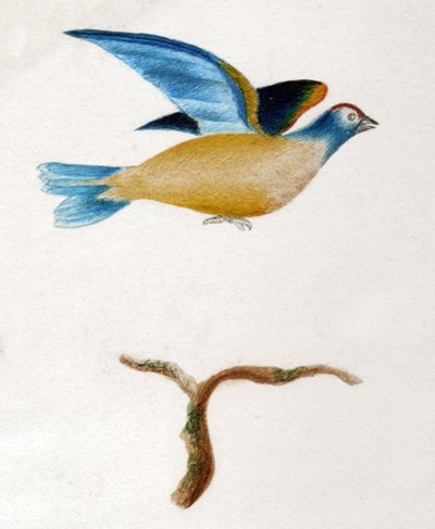 kaplumbağa güvercini by . .