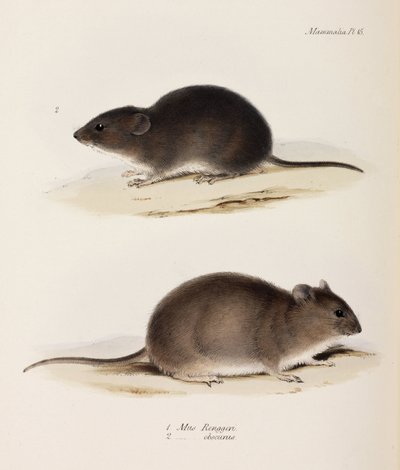 İki tür fare, c 1832-1836 by John Pardon