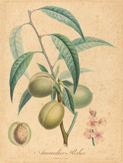 Badem - Şeftali by after A. Poiteau