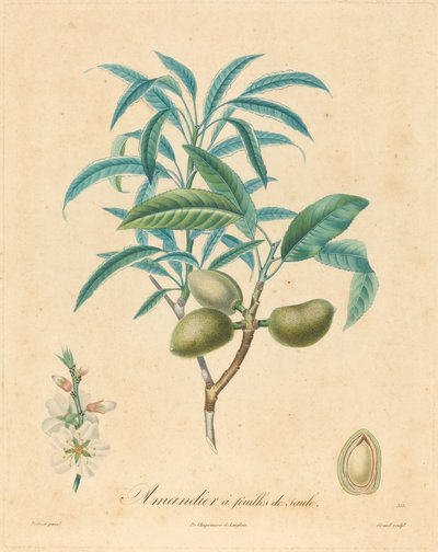 Söğüt yaprağı ile badem ağacı by after A. Poiteau