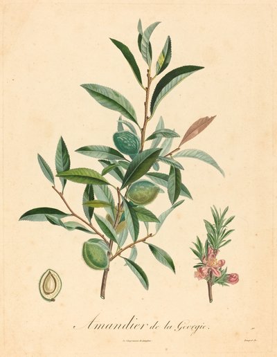 Gürcistan badem ağacı by after A. Poiteau