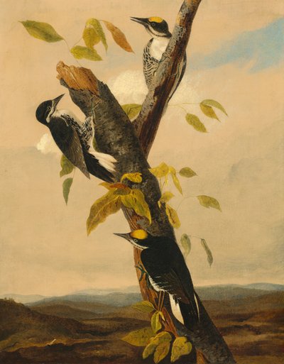 Kara Sırtlı Üç Parmaklı Ağaçkakan by after John James Audubon Joseph Bartholomew Kidd