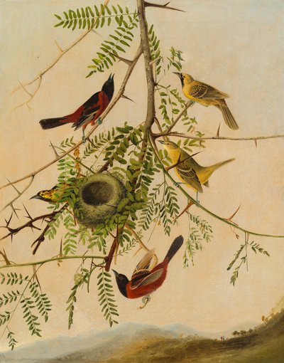 Meyve Bahçesi Sarımsak by after John James Audubon Joseph Bartholomew Kidd