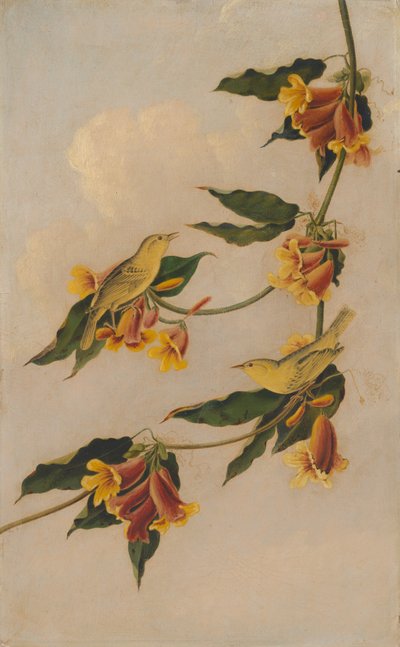 sarı ötleğen by after John James Audubon Joseph Bartholomew Kidd