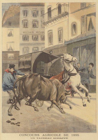 1895 tarım gösterisi. Kaçan bir boğa by after Oswaldo Tofani
