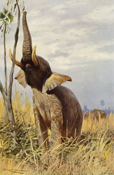 Afrika fili by after Wilhelm Kuhnert