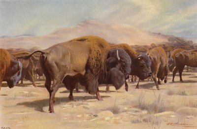 amerikan bizonu by after Wilhelm Kuhnert