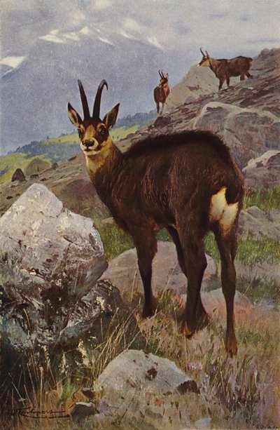 Güderi by after Wilhelm Kuhnert