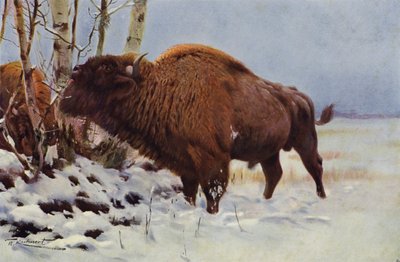 avrupa bizonu by after Wilhelm Kuhnert