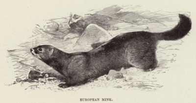 Avrupa Vizonu by after Wilhelm Kuhnert