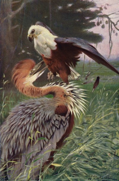 Dev Balıkçıl ve Deniz Kartalı by after Wilhelm Kuhnert