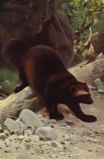 Obur veya Wolverine by after Wilhelm Kuhnert