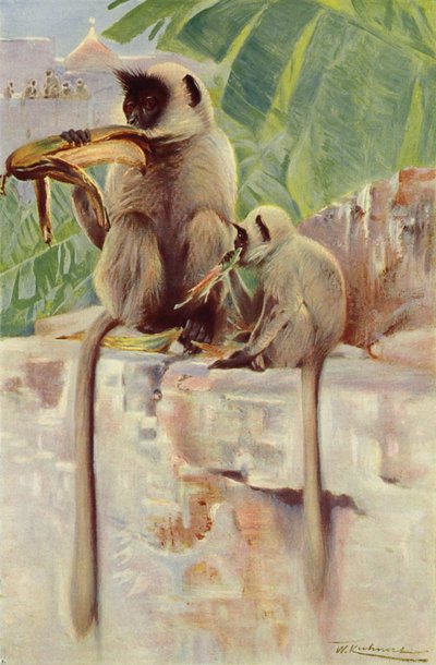 hanuman maymunu by after Wilhelm Kuhnert