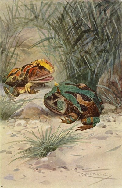 Boynuzlu Kurbağa by after Wilhelm Kuhnert