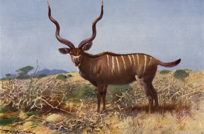 Zorunlu by after Wilhelm Kuhnert