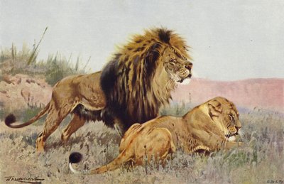 aslan ve dişi aslan by after Wilhelm Kuhnert
