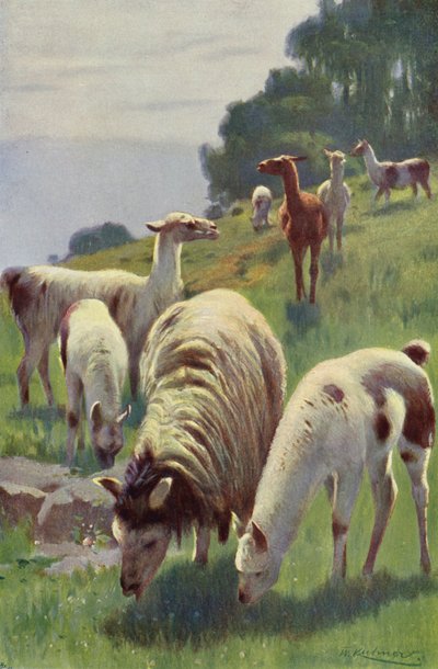 lama by after Wilhelm Kuhnert