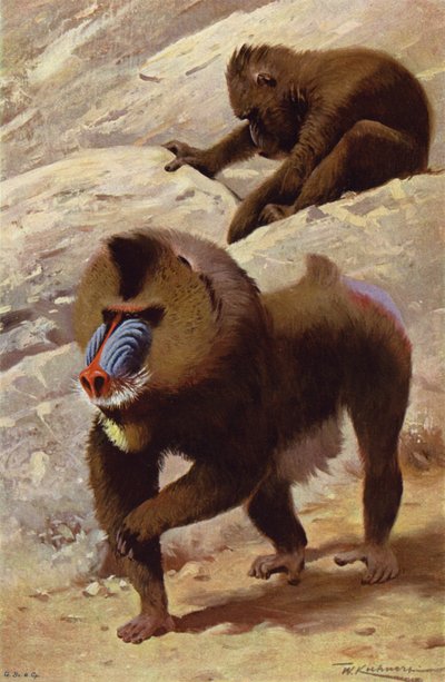 mandril by after Wilhelm Kuhnert
