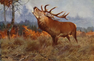 Alageyik by after Wilhelm Kuhnert