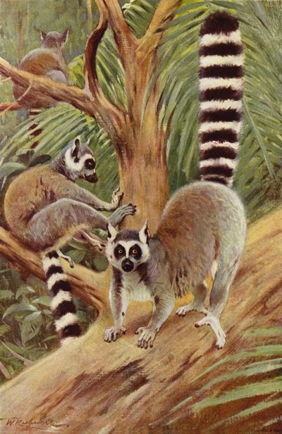 Halka Kuyruklu Lemur by after Wilhelm Kuhnert