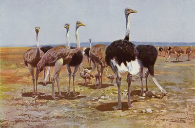 somali devekuşu by after Wilhelm Kuhnert