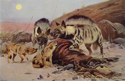 Çizgili Sırtlan ve Çakal by after Wilhelm Kuhnert